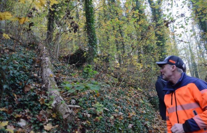 Baumfällung am Fuße des Bergfrieds: Es geht bald los!