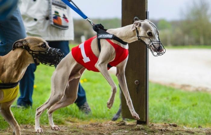 Entdecken Sie die letzte Hunderennbahn in Vaucluse, eine einzigartige Hundeausstellung