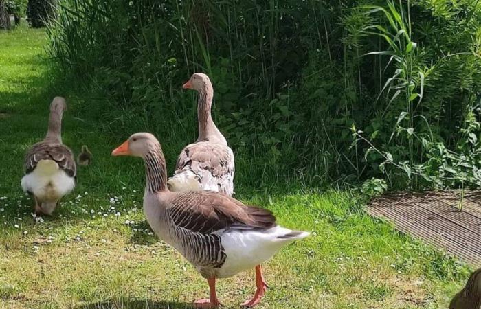 Eure. Das Schlachten von Gänsen hat in dieser Stadt für großes Aufsehen gesorgt