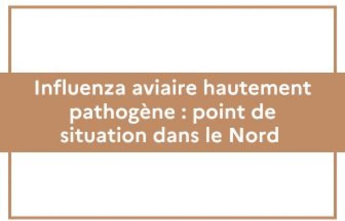 Hochpathogene Vogelgrippe: Lagebericht im Norden – Nachrichten – Nachrichten