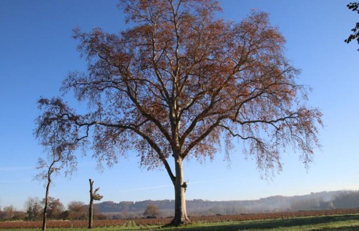 In der Gironde kann dieser 200 Jahre alten Platane ein außergewöhnliches Schicksal bevorstehen