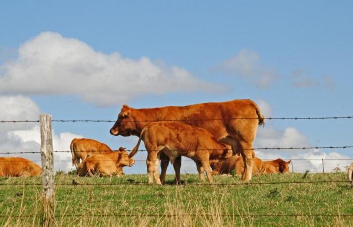 Die Oupette-Kuh wird das Gesicht der nächsten Landwirtschaftsmesse sein