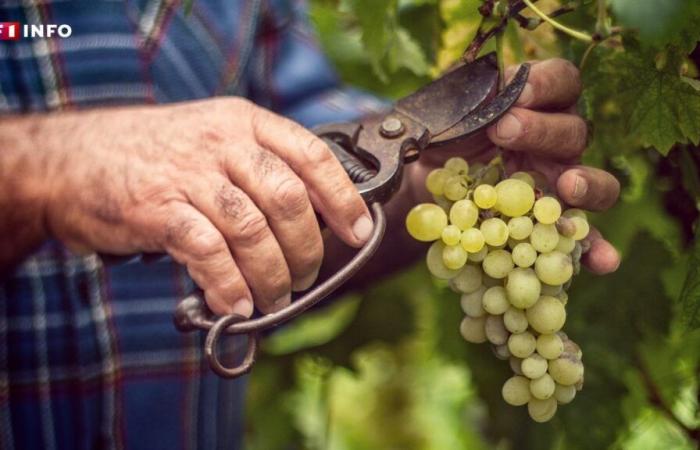 Die weltweite Weinproduktion geht zur Neige, Frankreich verdoppelt sich durch Italien