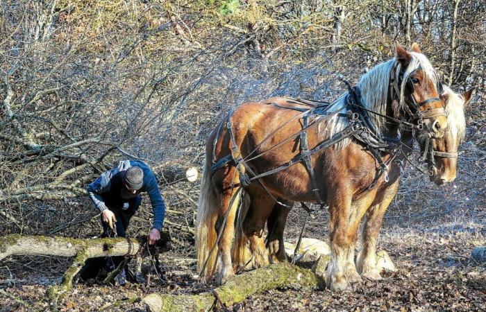 In den Wäldern von Nièvre ersetzen manchmal Pferde Maschinen