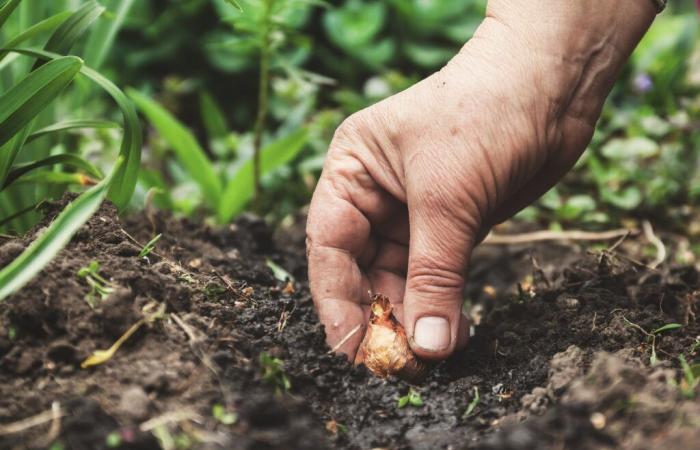 Pflanzen Sie Ihre Blumenzwiebeln in den Garten, bevor es zu spät ist!