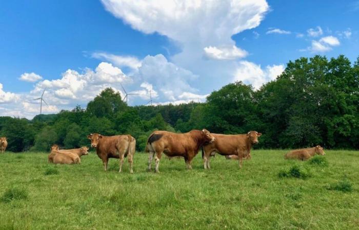 Comminges Farm-Eis schmeckt nach Leidenschaft