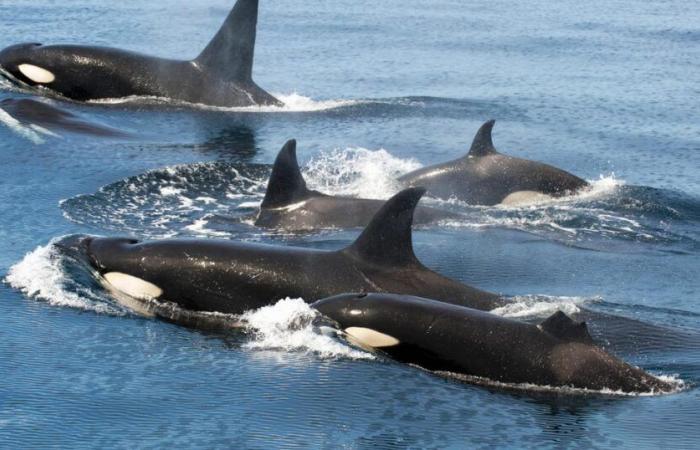 Orcas tragen ihre Haare mit toten Lachsen und wir hoffen, bald herauszufinden, warum