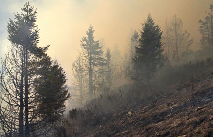 Waldbrände sind weltweit für den Tod von 1,53 Millionen Menschen verantwortlich, wobei einige Länder besonders betroffen sind