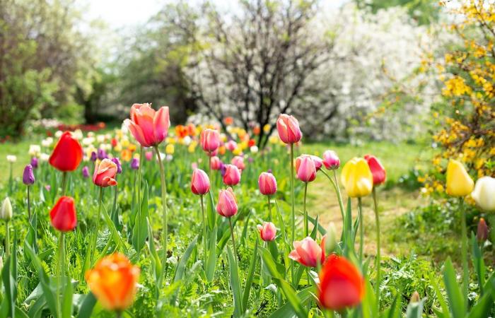 Pflanzen Sie Ihre Blumenzwiebeln in den Garten, bevor es zu spät ist!