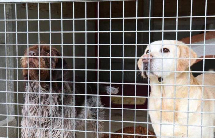 In Manche möchte ein Tierheim, dass einer seiner Partner seine Aktivitäten einstellt