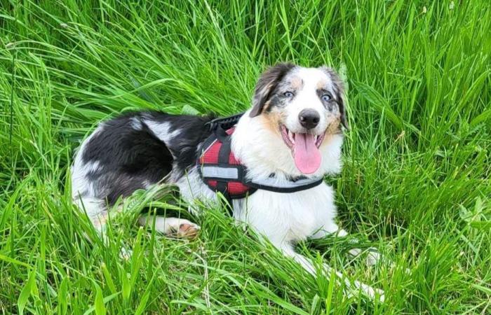 Sechs Hunde starben in Loon-Plage an einer Vergiftung