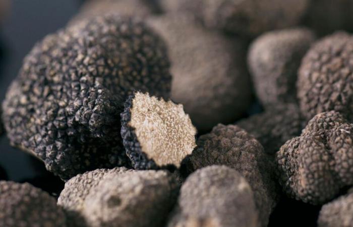 Terre de Truffes: Bewahrung und Förderung des schwarzen Goldes des Périgord