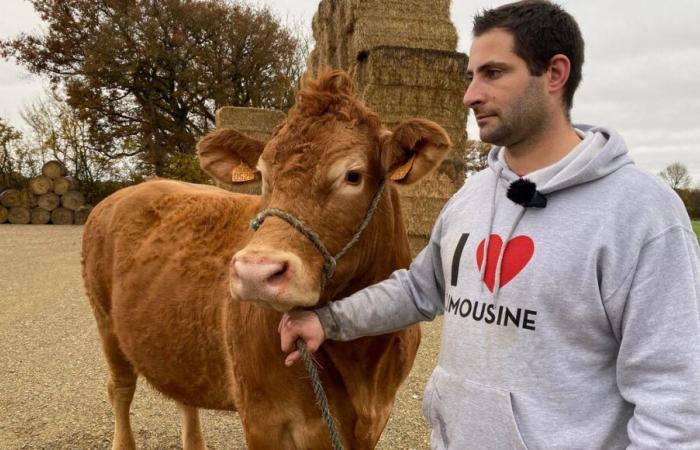 VIDEO – Oupette, eine Limousin-Kuh aus Vienne, wird das Gesicht der Landwirtschaftsausstellung 2025 sein