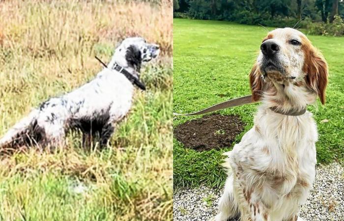 „Sie kamen nur wegen der Hunde“: im Finistère dieser verzweifelte Besitzer nach dem Diebstahl seiner beiden englischen Setter