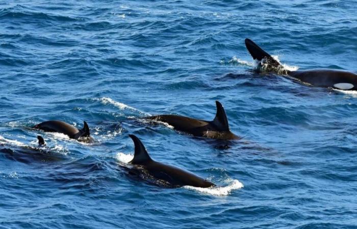 Warum schwimmen Orcas mit toten Lachsen auf dem Kopf?