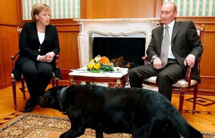 Treffen mit Hund: Putin entschuldigt sich bei Merkel | Politik