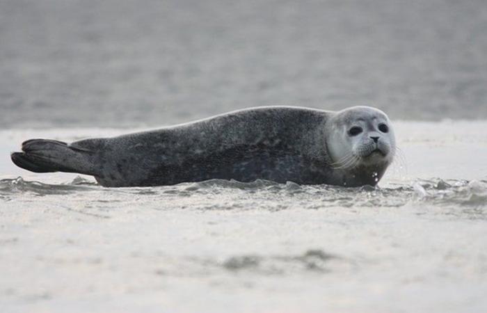 Eine tote Robbe wurde mitten auf einer Straße, mehr als zwei Kilometer vom Strand entfernt, gefunden