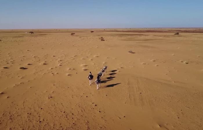 PORTRÄT. Von der Bretagne bis zur Sahara, Odette du Puigaudeau, eine wenig bekannte Abenteurerin