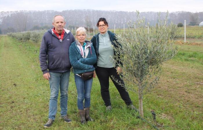 Lot-et-Garonne. Sie beginnen mit dem Anbau des Olivenbaums