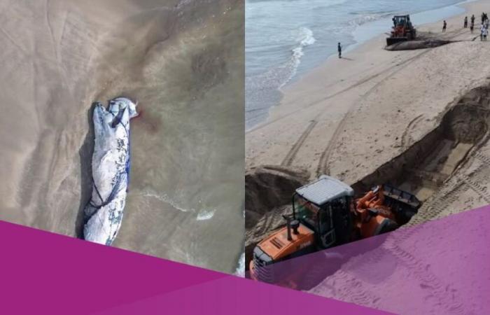 Virales Video zeigt Walkadaver, der am Legian Beach auf Bali gestrandet gefunden wurde