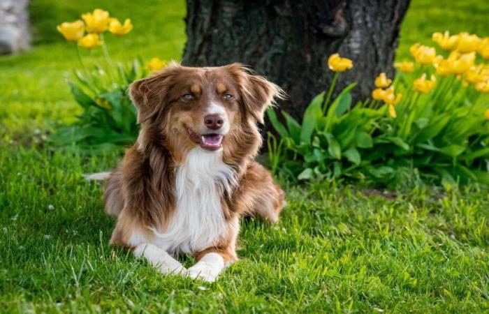 JISBAR unterstützt die YouCare Charity Gala mit einer exklusiven Arbeit für Tier- und Umweltzwecke: Savoir Animal