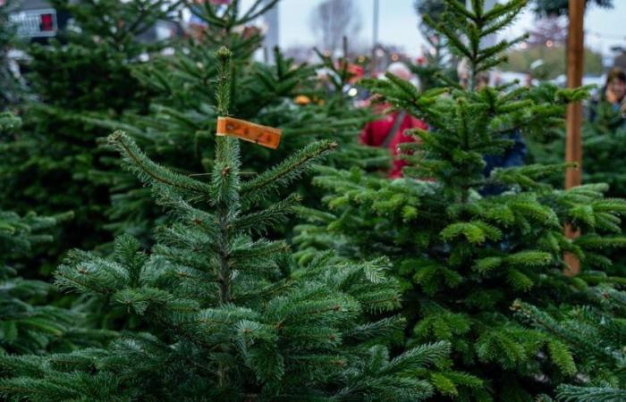 Wie viel muss man für einen Weihnachtsbaum ausgeben, um ein gutes Geschäft zu machen?