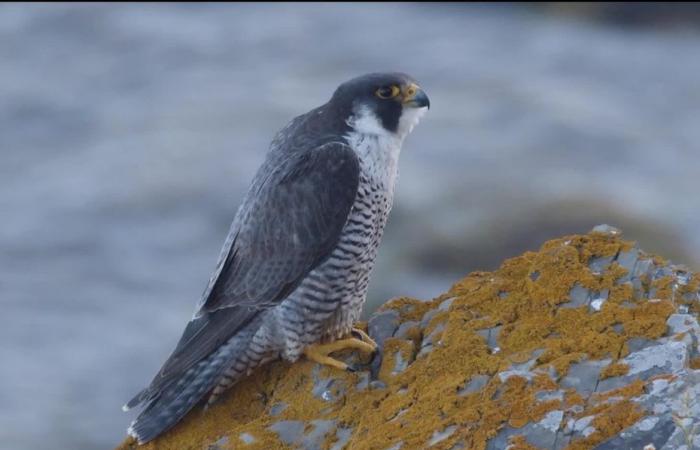 DOKUMENTARFILM. Die Vögel von Cap de Carteret im Cotentin, wie Sie sie noch nie gesehen haben