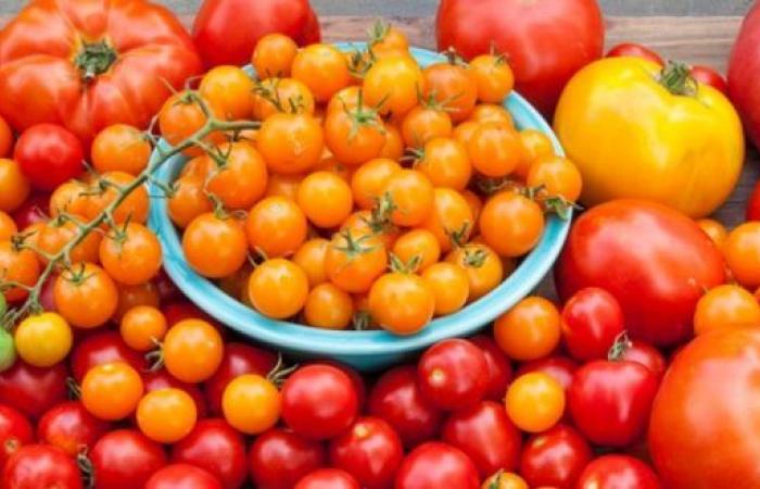 Marokko ist neuer Tomatenkönig im Vereinigten Königreich – AgriMaroc.ma