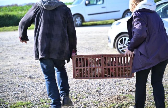 „Sie werden nicht zum Schlachthof gehen“: Dieser Züchter aus Gers bietet seinen Legehennen den wohlverdienten Ruhestand