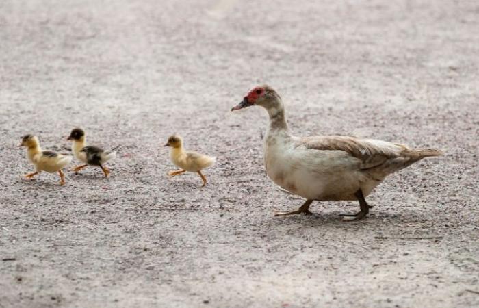 Das Departement Landes setzt sich für Impfungen ein