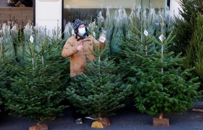 Welchen CO2-Ausstoß hat mein Weihnachtsbaum?