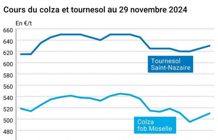 COTidienne | Ölsaaten – Die Rapspreise verzeichnen an der Euronext einen schönen Anstieg