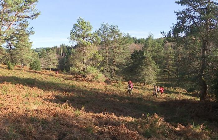 Fällen Sie Ihren eigenen Weihnachtsbaum, um die Landschaft zu erhalten