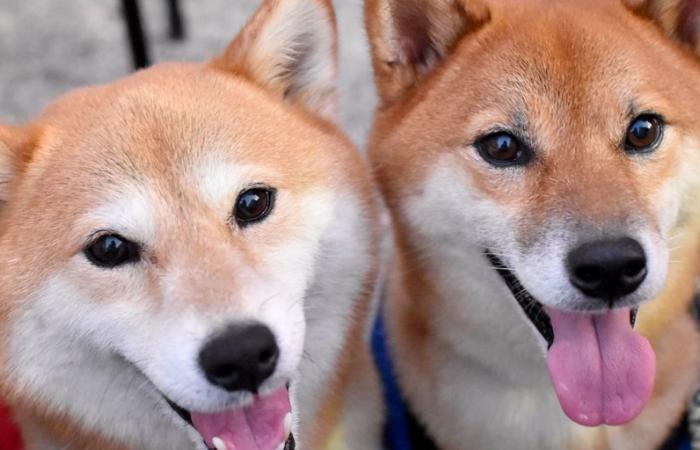 Der Dogecoin-Preis steigt, während Shiba Inu auf ein 8-Monats-Hoch steigt