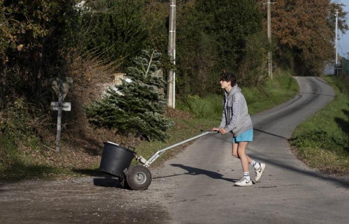 In Estibeaux schlägt der zu vermietende Baum Wurzeln