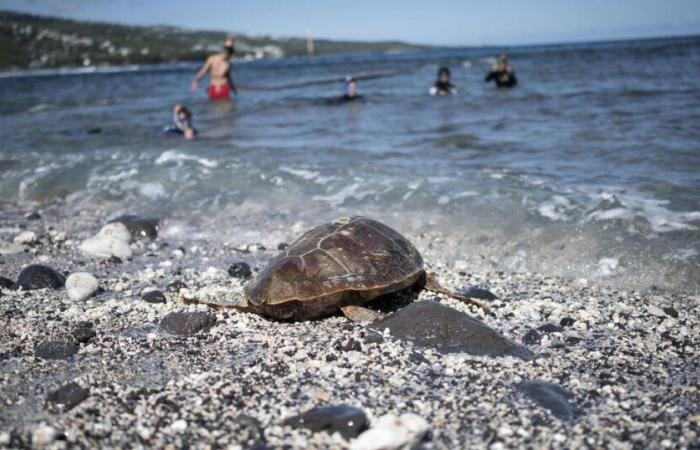 Auf Réunion wurden Schwertfischfischer in Erster Hilfe für versehentlich gefangene Schildkröten geschult – Libération