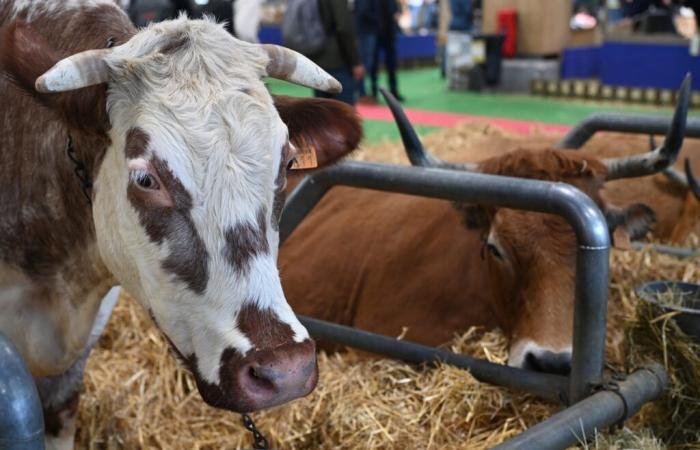 Landwirtschaftsmesse: Warum das Department of Gers abwesend sein wird