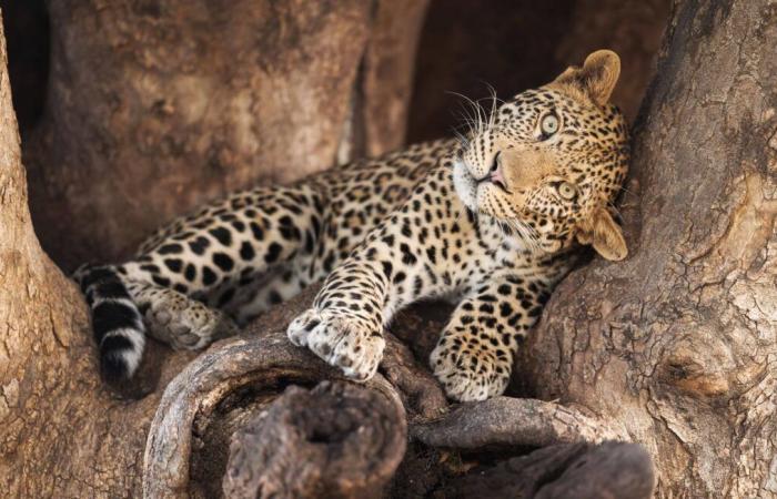 Die Gendarmerie mobilisierte wegen eines Leoparden, der im Ärmelkanal gesichtet wurde