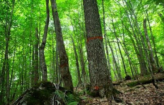 Mit Holzspänen gefüllte Dosen Ahornsirup werden an CAQ-Abgeordnete geschickt