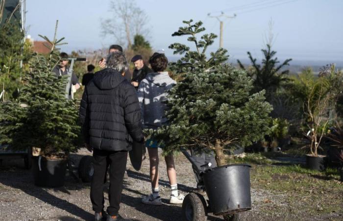 In Estibeaux schlägt der zu vermietende Baum Wurzeln