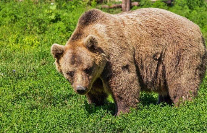 Der Bär in den Ariège-Pyrenäen: „Solange ich Präsident des Parks bin, wird der Park nicht dazu bestimmt sein, dieses Problem zu bewältigen“