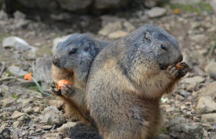 Ein Abgeordneter aus Savoie reicht ein Gesetz gegen die Murmeltierjagd ein