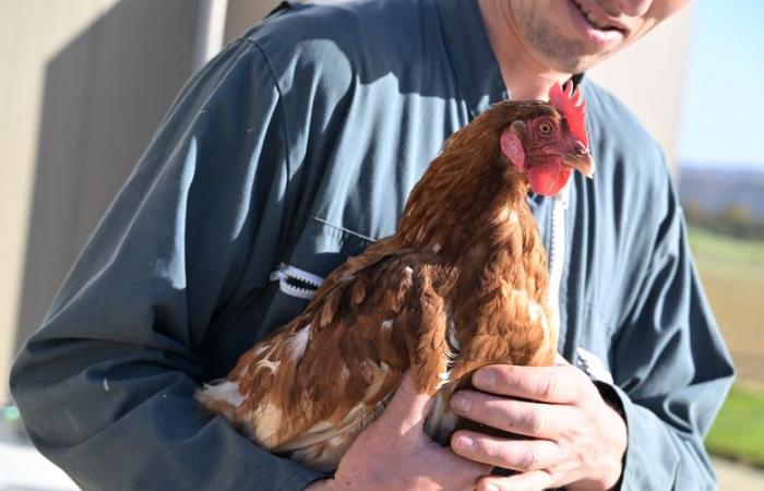 „Sie werden nicht zum Schlachthof gehen“: Dieser Züchter aus Gers bietet seinen Legehennen den wohlverdienten Ruhestand