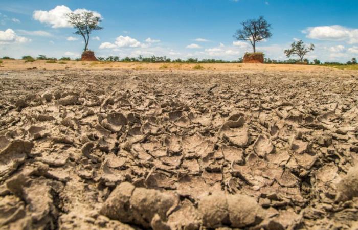 COP16-Wüstenbildung in Riad: Warum ist der Name so schlecht?