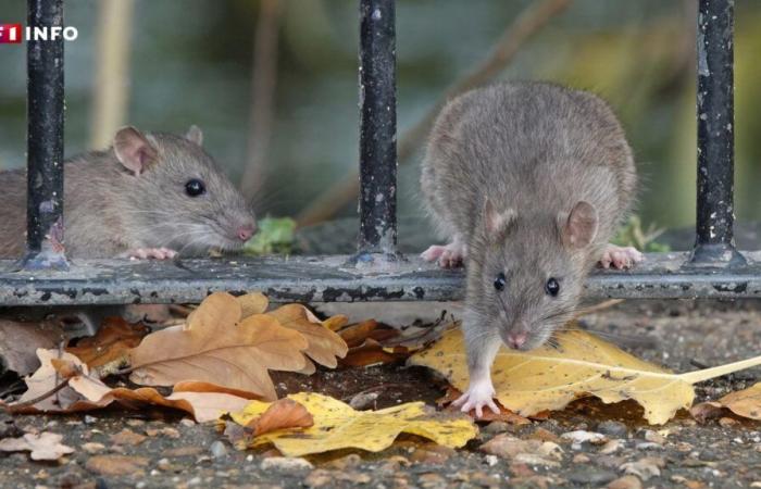 „Es gibt wirklich eine Explosion“: Überall in Frankreich bringt die Verbreitung von Nagetieren Nagetierschädlinge in Bedrängnis