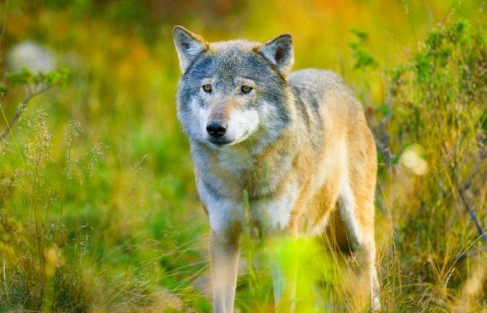 Was ist los mit dem Wolf? Europa könnte seinen Schutz ab diesem Dienstag schwächen, wir erklären warum