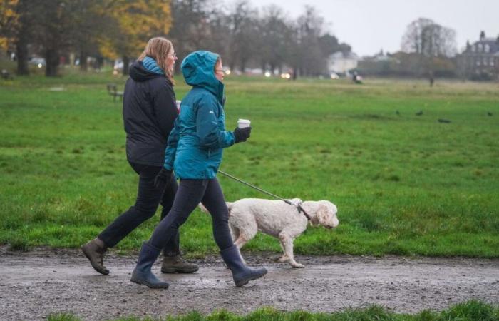 Serienvergifter nach Tod von dreizehn Hunden und Katzen gesucht