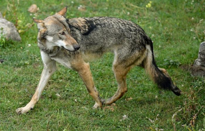 Europa könnte ihr Abschlachten erleichtern, aber zu welchem ​​Preis?