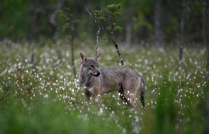 Der Wolf verliert seinen Status als „streng geschützte“ Art innerhalb der Berner Konvention