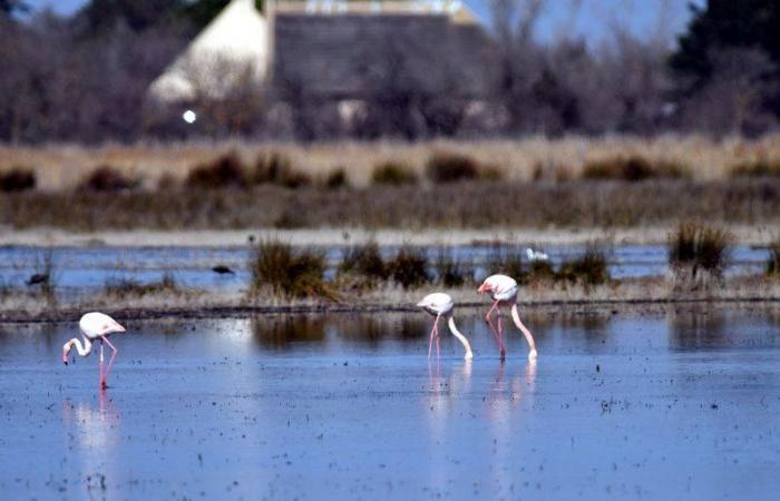 Senator Laurent Burgoa fordert Hochwasserschutzmaßnahmen in der Camargue